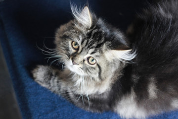 Gray persian cat look up at camera.