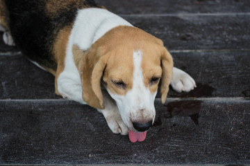 Beagle lying on the black floor.