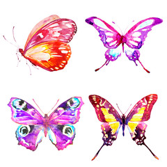 beautiful color butterflies,watercolor,isolated on a white