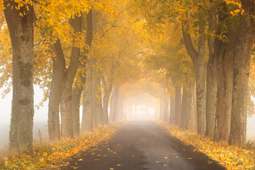 Naklejka na ściany i meble Autumn Road. /Kashubia, Poland 
