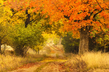 Colorful autumn park./ Kashubia,Poland