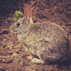 Rabbit
