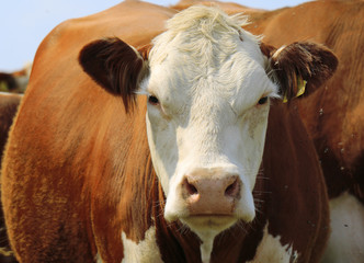 Cow