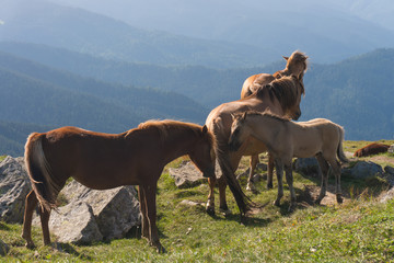 Fototapeta na wymiar A herd of horses grazing in a meadow
