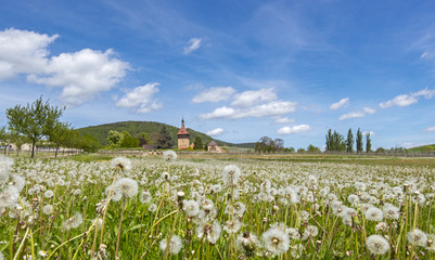 Pusteblumen (Taraxacum officinale) am Geilweilerhof