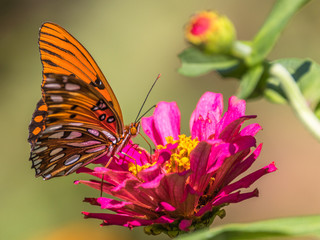 Horizontal closeup photo of orange butterfly on a pink zinnia on a green background