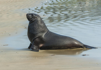 Naklejka premium Sea Lion
