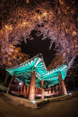 Obraz premium korean pagoda among cherry blossoms.