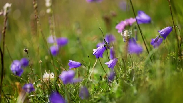 Abstract background of Alpine flowers.