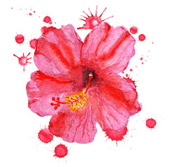 flower of red hibiscus
