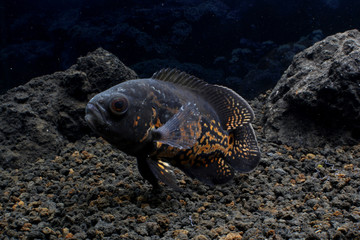  Astronotus ocellatus