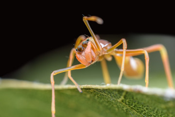 Close up female Myrmaplata plataleoides or  jumping spider that mimics  the Kerengga or weaver ant on green leaf