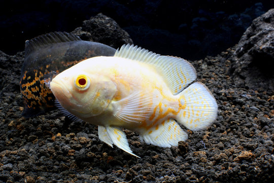  Astronotus ocellatus