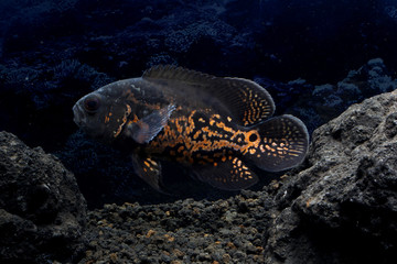  Astronotus ocellatus