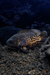  Astronotus ocellatus