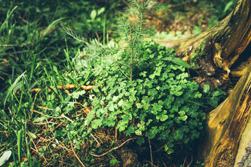 clover bush in the forest