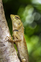 Image of chameleon or lizard on nature background. Reptile