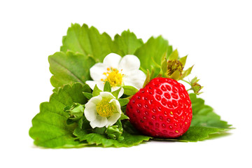Red Strawberry Berry and Green Leaves and Flower on White Background