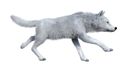 3D Rendering Arctic Wolf on White