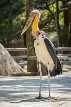 Image of a Lesser adjutant stork. wild animals.