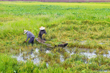 Rice fields flooded after heavy rain