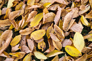 Yeallow and brown autumn leaves