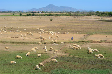 Fototapeta premium Cattle Farming in Phan Rang, Vietnam