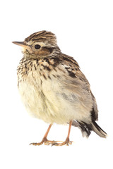 Wood Lark