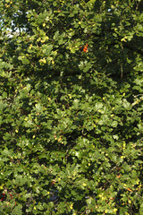 Fototapeta na wymiar Eichenblätter und Eicheln an einem Baum