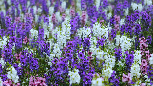 ラークスパー Images Browse 29 Stock Photos Vectors And Video Adobe Stock