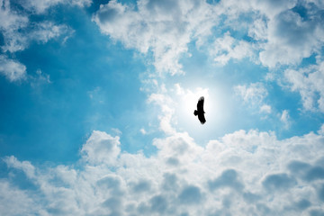 Silhouette Steppe eagle flying in cloudy sky