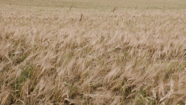 Field of wheat, ears of wheat swaying in the wind view.