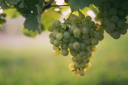 Weintrauben in den Weinbergen des Saale-Unstrut-Gebiets