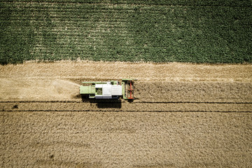 Plakat Green combine harvester harvesting wheat on a field in Austria in summer