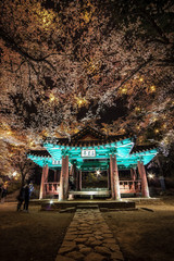 Fototapeta premium korean pagoda among cherry blossoms.