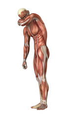 Fototapeta na wymiar 3D Rendering Male Figure Muscle Maps on White