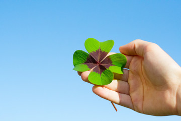 Hand holding fresh four leaf clover against blue sky. Close up. Lucky concept.