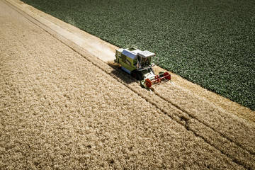 Green combine harvester harvesting wheat on a field in Austria in summer