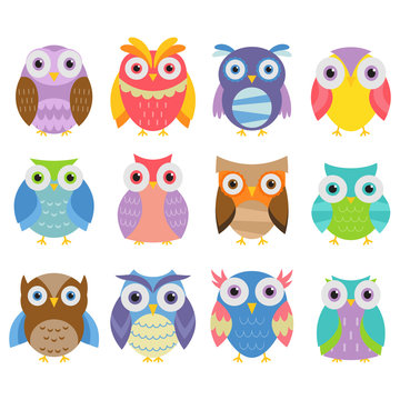 Colorful And Cute Owl Collection In White Background
