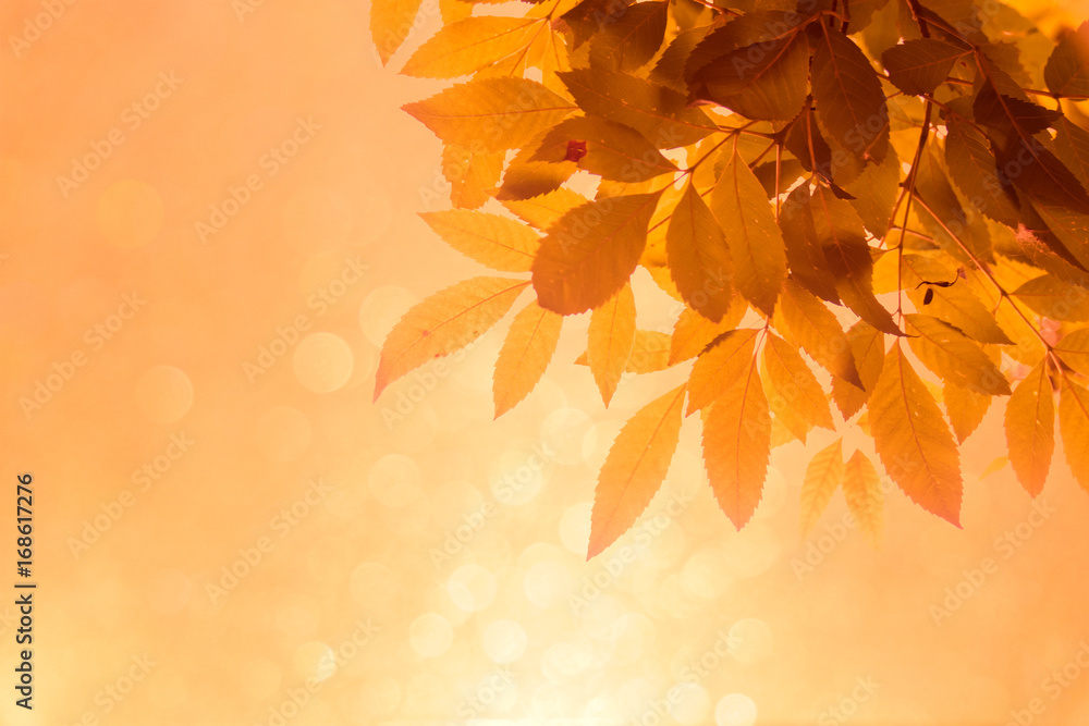 Poster orange leaf on the branches and soft orange bokeh abstract background