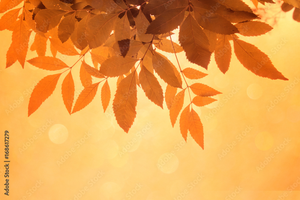 Poster orange leaf on the branches and soft orange bokeh abstract background