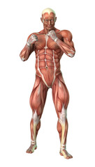 3D Rendering Male Figure Muscle Maps on White