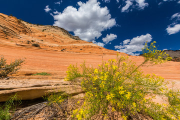Autumn scenery in Zion National Park, with red sandstone rocks