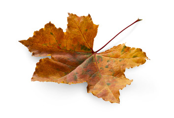 Fall season background, dried maple leaf