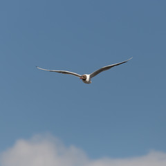 Seagull in the  blue sky
