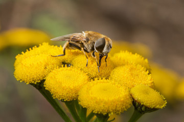 Hairy fly  on the flowers of celandine.