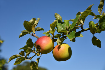 Pommes mûrissant au soleil en été au jardin