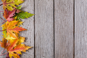 Naklejka na ściany i meble Fall season background, yellow maple leaves