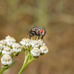 fly with large red eyes on white flowers