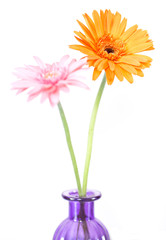 Gerbera on isolated background